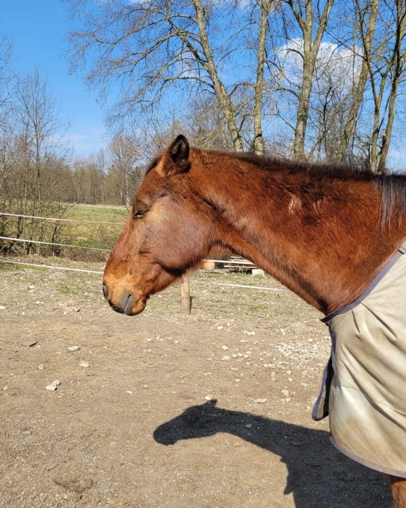 Feine Signale beim Pferd