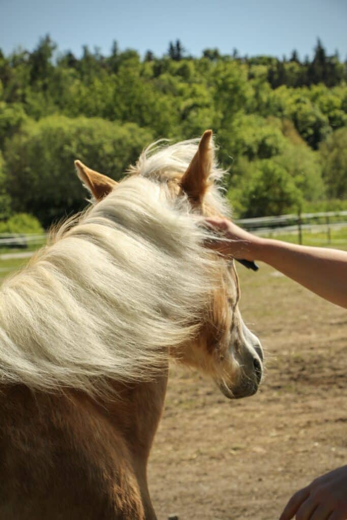 Stress beim Pferd - Pferd weicht beim Mähne bürsten aus