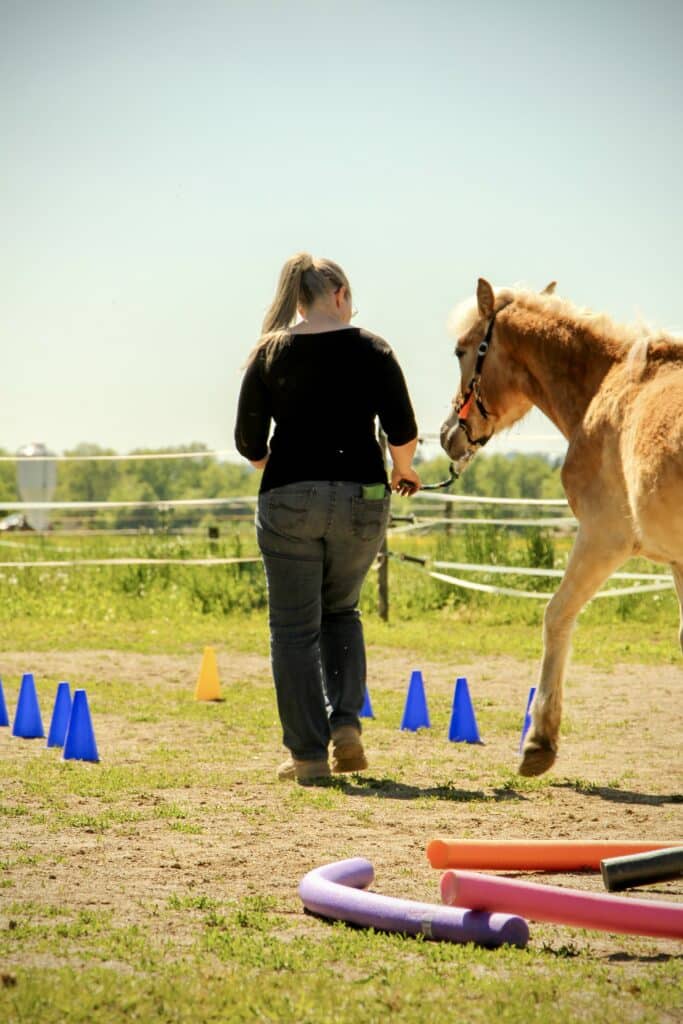 Stress beim Pferd - Perfektionismus macht es nicht besser