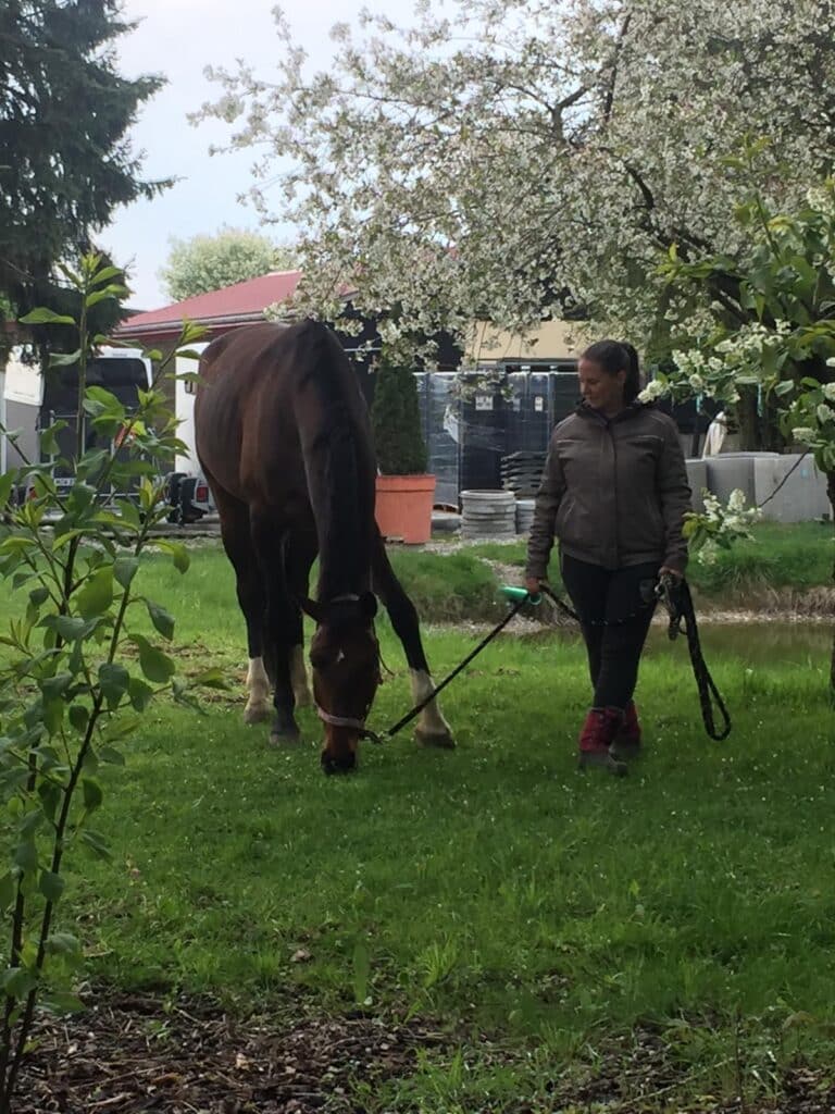 Körpersprache zwischen Mensch und Pferd verstehen - Pferd beim Angrasen im Frühjahr