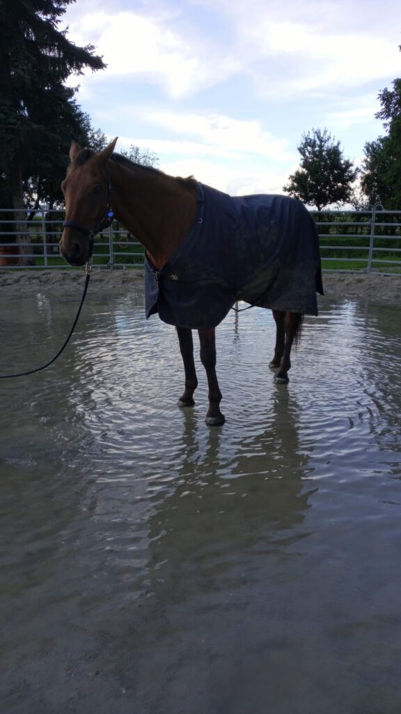 Pferd geht nicht durch Wasser