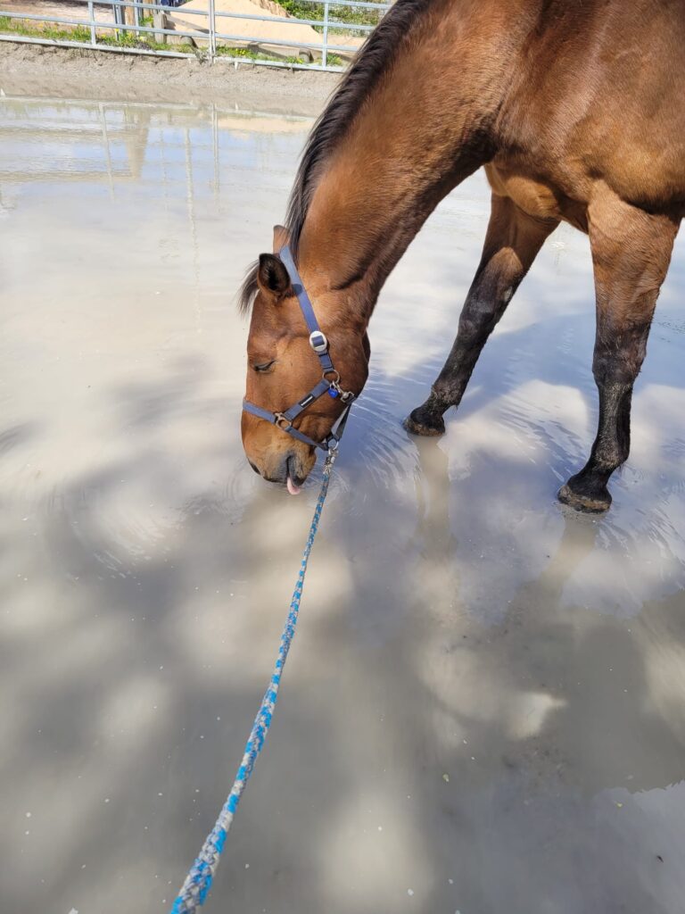 Pferd geht nicht durch Wasser - Trinkt aber dann daraus
