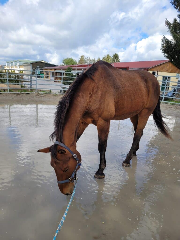 Pferd geht nicht durch Wasser