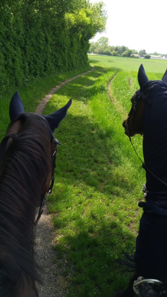 Pferd bleibt beim -ausreiten stehen