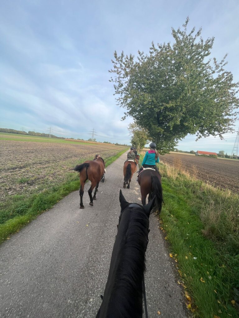 Dein Pferde bleibt beim Ausreiten stehen