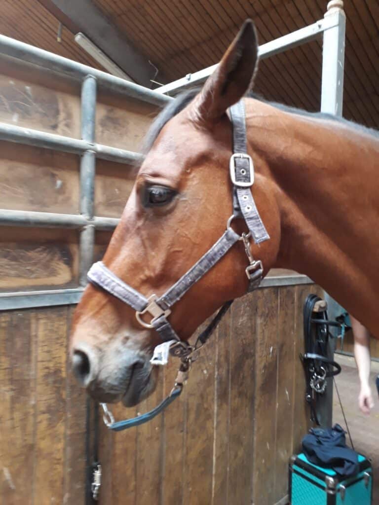 Pferd verhält sich anders