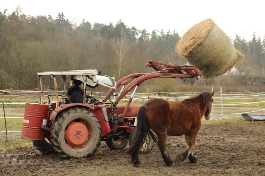 Fresspause beim Pferd