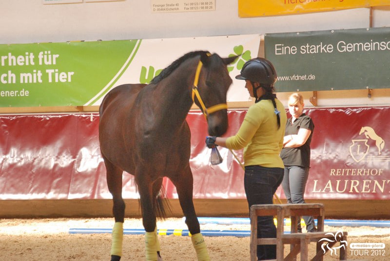 Manuela bei der Arbeit mit ihrem zweiten eigenen Pferd