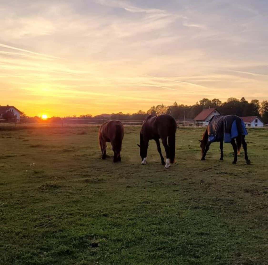 Drei Pferde grasen auf dem Pferdewohlhof im Abendlicht